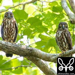 リュウキュウアオバズクのカップル。左がオスで右がメス。