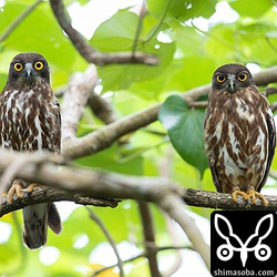 営巣準備に入っているアオバズク。右がオスで左がメス。すでに10日ほど2羽で止まっているようです。