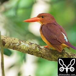 くるっと回り青い腰も見せてくれたアカショウビン。