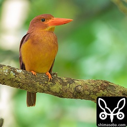 愛想の良かったアカショウビン。息子も目の前で堪能できました。