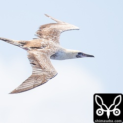 換羽の様子も見て取れます。