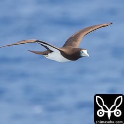 カツオドリ成鳥オス。オスが多かったです。メスは島に残って抱卵しているのでしょうか?