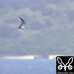 与那国島をバックにセグロアジサシ。