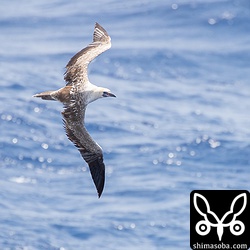 アカアシカツオドリはトビウオを見つけると身を翻して急降下していた。