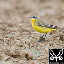 マミジロツメナガセキレイはたくさんいました。