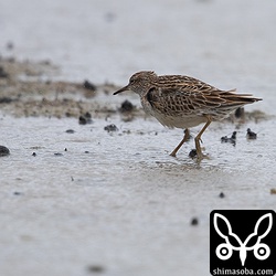 ウズラシギ夏羽。