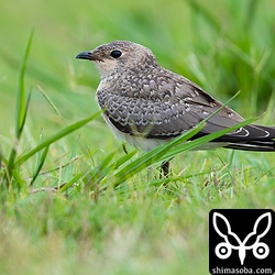 宿の近くにはツバメチドリ。なぜこの時期に幼羽なんだろう?