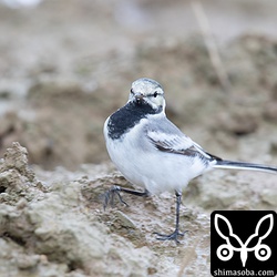 タイワンハクセキレイ第1回冬羽から夏羽へ。