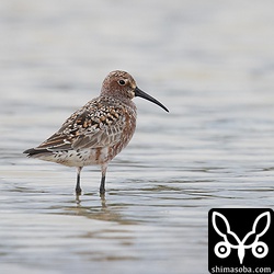 サルハマシギは夏羽へ移行中。