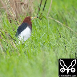 セイタカシギを見ているとアカガシラサギが舞い降りました。