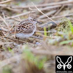 ヒバリシギ冬羽から夏羽へ換羽中。