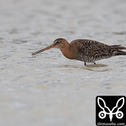 オグロシギも夏羽へ移行中。