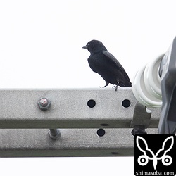 オウチュウは、渡りを急ぐようでいつものように電線からフライングキャッチをすることもなくどんどん東へ飛び去って行きあっという間に見えなくなった。