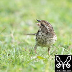 暑いので終始口を開けていた。