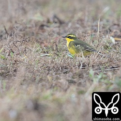 (キマユ)ツメナガセキレイもあちこちで見た。