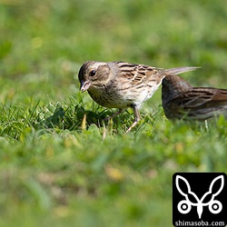 シベリアアオジ。飛ぶと白い外側尾羽が目立ちました。サトウキビ畑にオスもいましたが写真は撮れませんでした。
