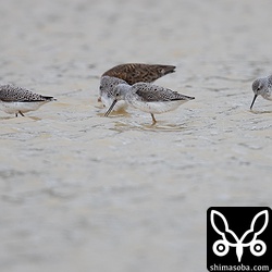 ほぼ夏羽と夏羽へ移行中のコアオアシシギ。