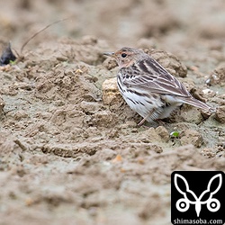 ムネアカタヒバリ夏羽。