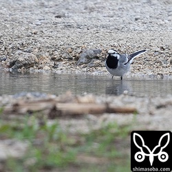 タイワンハクセキレイ成鳥夏羽。ハクセキレイは全てタイワンハクセキレイでした。
