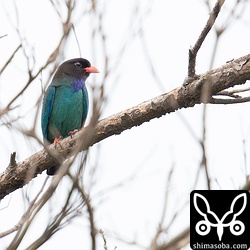 林道にブッポウソウ。春のブッポウソウは初めて見ました。
