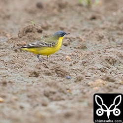 ツメナガセキレイ数十羽の群れにシベリアツメナガセキレイ。この後、ツミに飛ばされた。