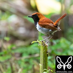 ほかのアカヒゲが近寄るとオスが追い払っていた。人間には反応していなかった。