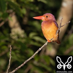 昨年と全く同じ場所、同じ枝で寝ているリュウキュウアカショウビン。