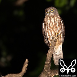 リュウキュウオオコノハズクの営巣木の周辺をうろつくリュウキュウアオバズクのオス。オオコノハズクと同じく、時期的にこちらもメスは抱卵中でしょう。