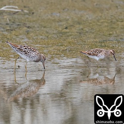 三角池は鳥が少なかったけど、ウズラシギやヒバリシギの夏羽を見ることができました。
