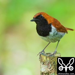 巣の近くで警戒にあたるオスのホントウアカヒゲ。