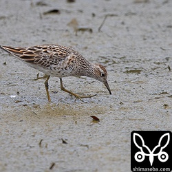 このウズラシギはまだ冬羽が残っていました。