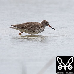アカアシシギ夏羽。