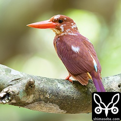 背面と顔の左はこんな感じ。