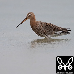 オグロシギのオス夏羽。