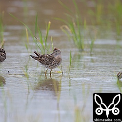 ウズラシギはみな夏羽。左2羽成鳥、右は第1回夏羽。