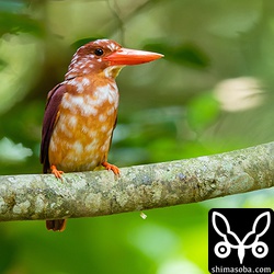 赤と白でめでたい感じのリュウキュウアカショウビン。こちらはメス。