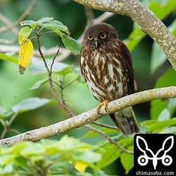 カラスを撃退して巣の近くへ戻ってきたオスのアオバズク。