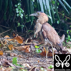 昼過ぎから雨が降り島の鳥たちは、みなずぶ濡れでした。