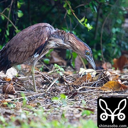 ミミズに狙いを定めるズグロミゾゴイ。
