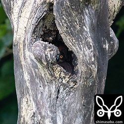 樹洞が浅いようで抱卵している姿が見える。これはカラスに見つかるわけですね。