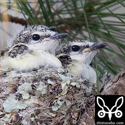 すでにサンショウクイらしい顔立ちになっています。