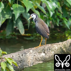 こちらは別に日のシロハラクイナ。川に突き出た木の上で羽繕いをしていた。