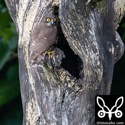 巣に戻ってきたアオバズクのメス。