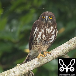 メスのアオバズク。抱卵班が見える。