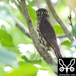 見張りの定位置に戻ったオス。