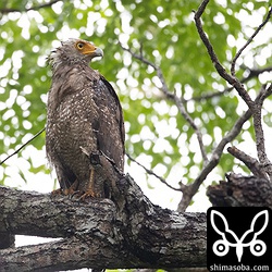 カンムリワシのオス成鳥。