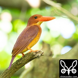 上のメスとカップルになっているオス。まだ巣穴を掘っている最中なのか、くちばしにわずかに木屑が付着しています。