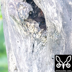 大雨の浸水が心配だったけど抱卵していました。