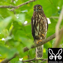 抱卵中のメスを見守るアオバズクのオス。アオバズクは昼間でも目の前を獲物が通ったら捕まえたりしますが、この個体は、見張り場所を離れて明るい林内を飛び回り、餌を探している変わり者です。