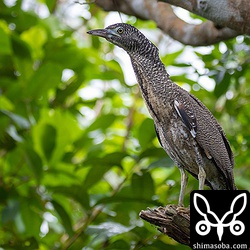 林道には警戒心のないズグロミゾゴイの幼鳥。